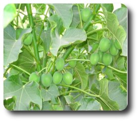 jatropha