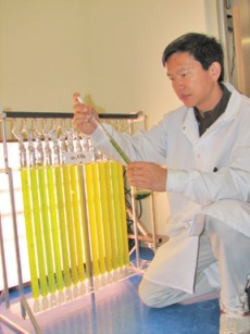 algae biofuel