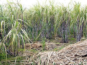 Small sugar cane field on Madeira