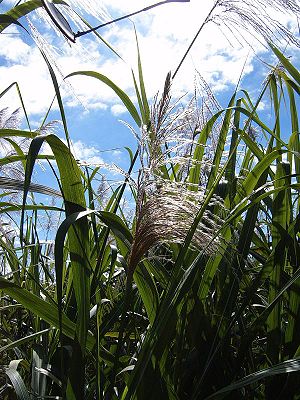 Sugarcane flowering, Australia.